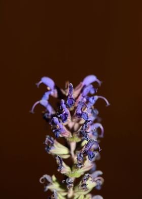 Salvia flowers blossoming