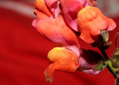 Flower blossoming close up