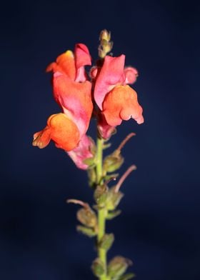 Red flower blossom closeup