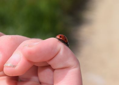 Ladybird on hand 1