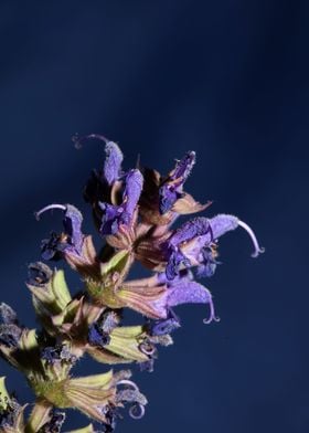 Salvia flowering close up