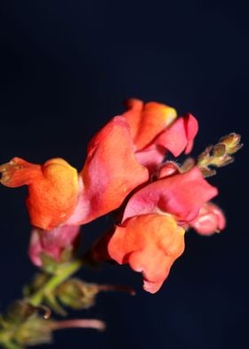 Flower blossoming close up