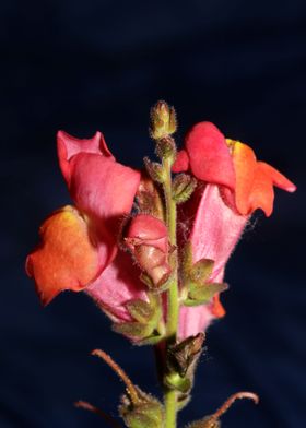 Antirrhinum majus flower