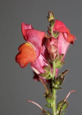 Flower blossoming close up