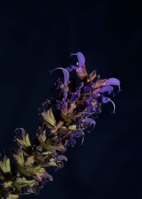 Salvia flowering close up