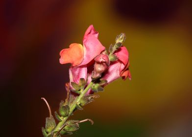 Antirrhinum flower blossom