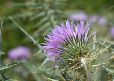 Galactites tomentosa 1