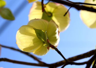 Under the Dogwood 5