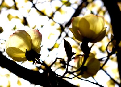 Sun Dappled Dogwood