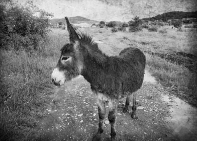 Monochrome donkey walk