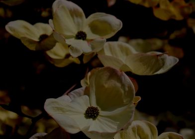 Spring Dogwood 1