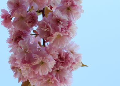 Pink Ruffles