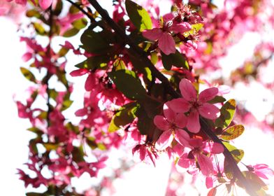 Backlit Cherry Blossom 3