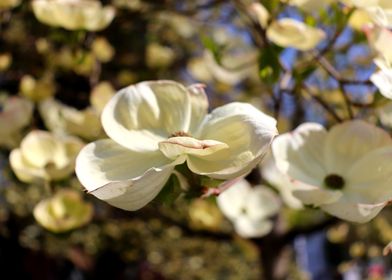 Buttercream Dogwood