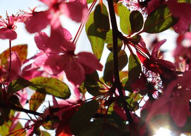 Backlit Cherry Blossom 1