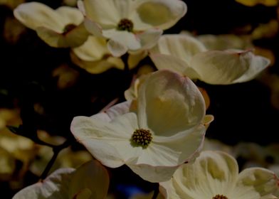 Dogwood in Spring 5