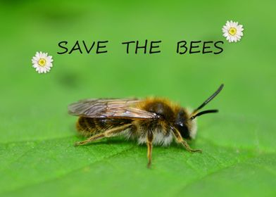 Save the Bees