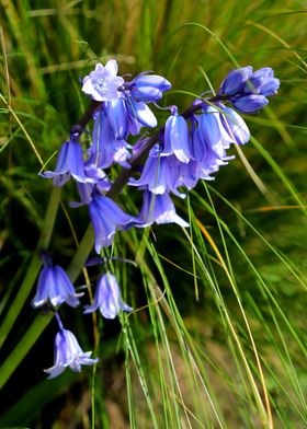 Periwinkle Bells 2