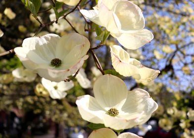 Dogwood Palms