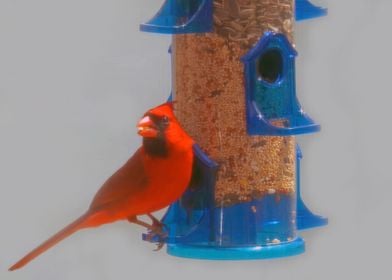 Red Cardinal eating