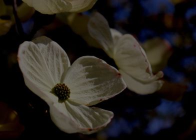 Spring Dogwood 3