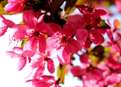 Backlit Cherry Blossom 2