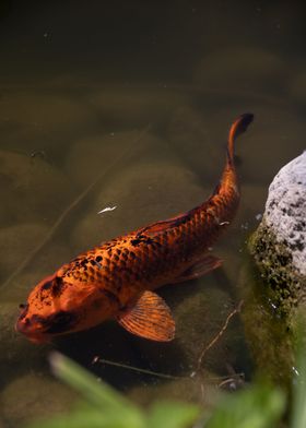 Koi Fish