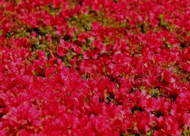 Field of Fuschia