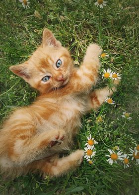 orange kitty among daisies