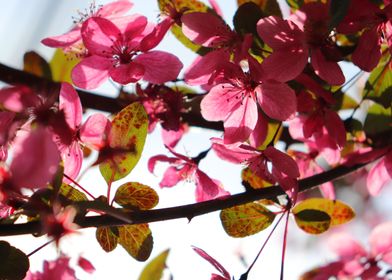 Backlit Cherry Blossom 5