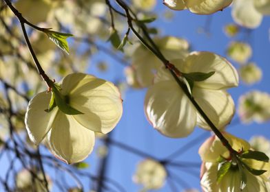 Under the Dogwood 3