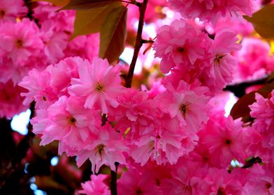 Vibrant Pink Ruffles