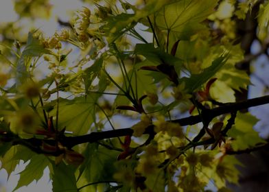 Spring Tree in Yellow