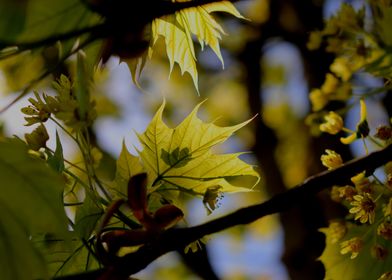 Spring Tree in Yellow 2