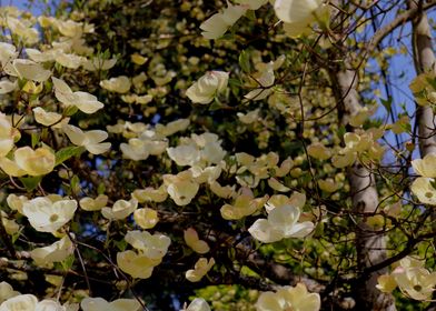 Waterfall of Dogwood