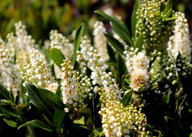 Spring Flowers in White