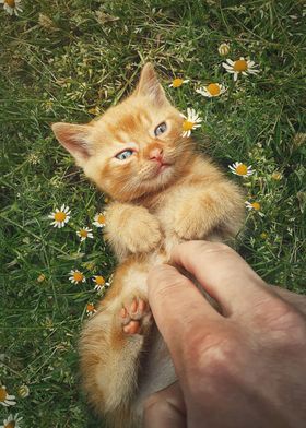 petting an orange kitten