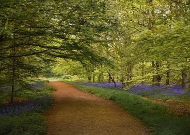 Bluebells Forest