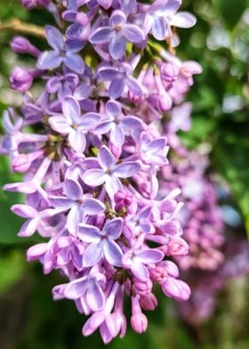 Common Lilac 