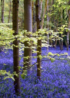 Gorgeous Blue Bells