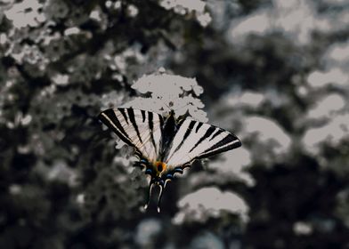 Impressive Butterfly