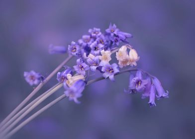 Beautiful Blue Bells 