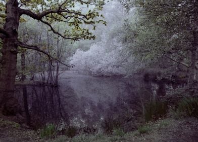 Trees and Pond