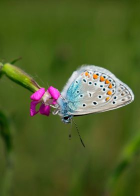 A beautiful Butterfly