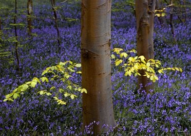 Bluebells Forest