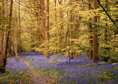 Gorgeous Blue Bells