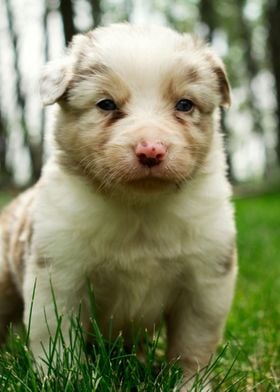 Border Collie Puppy