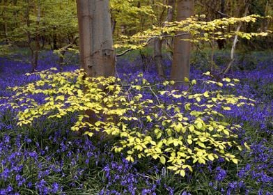 Bluebells Forest