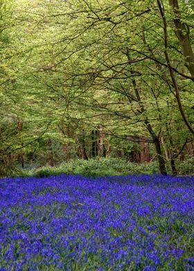 Bluebells Forest