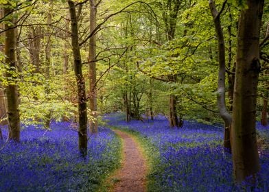 Bluebells Forest